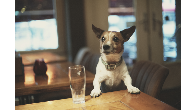 Dog in a bar