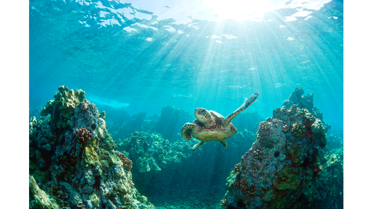 Sea turtle coral reef