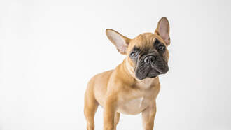 Ellen K Morning Show - Can You Guess The Top 5 Dog Breeds In Los Angeles?