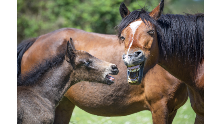 New Forest Pony and Foal pulling funny faces in the summer sunshine