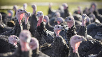 GOOD NEWS! New Haven School Donates Over 600 Turkeys