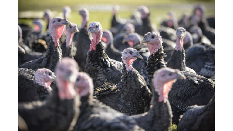 Turkeys on free range turkey farm