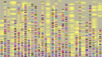 The Human Genome