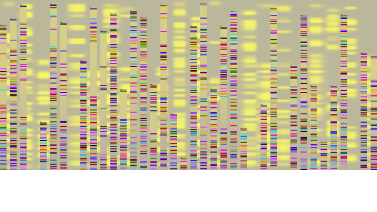 The Human Genome