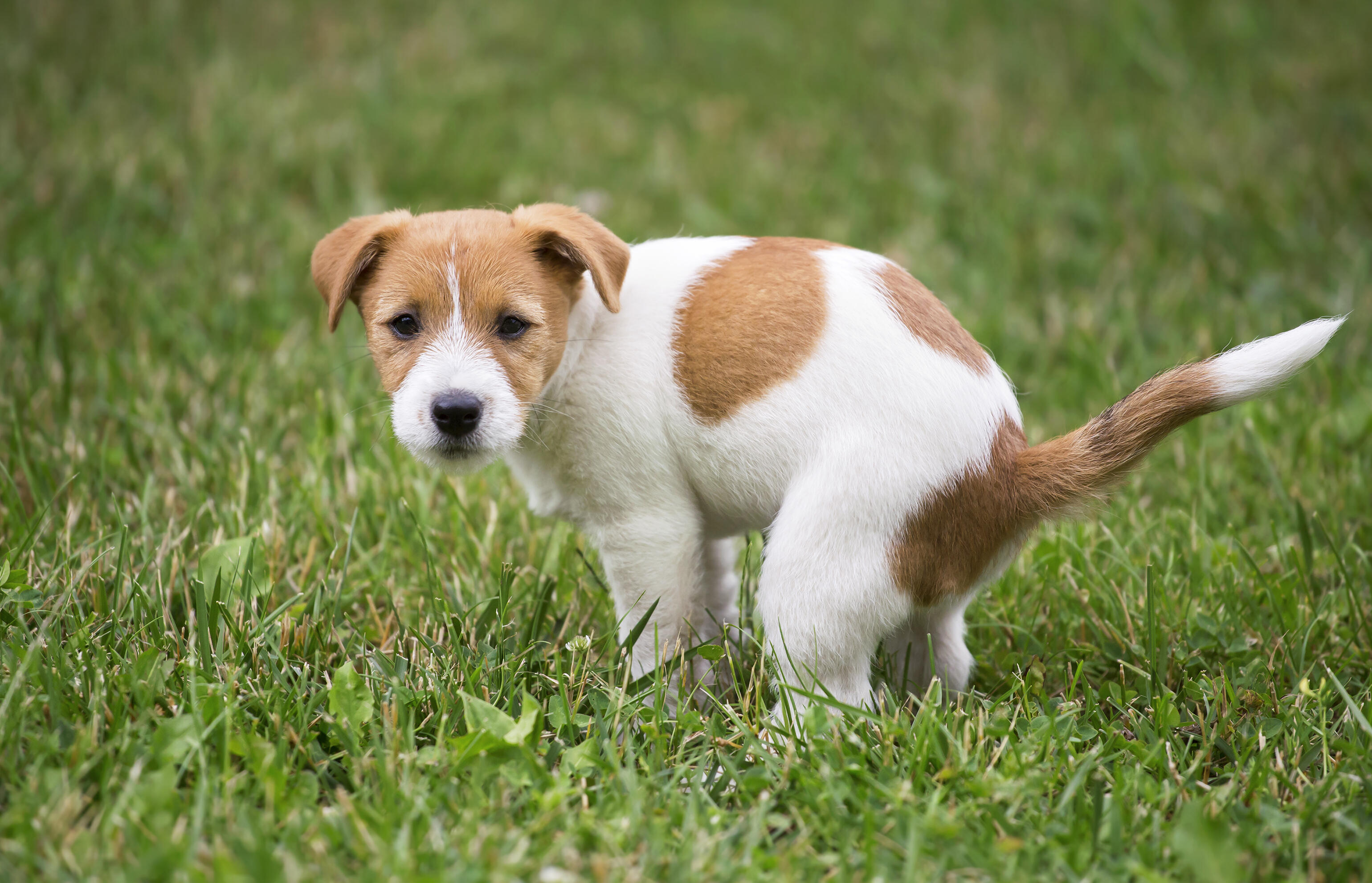 Man Found Guilty Of Shooting Neighbor Over Dog Poop Dispute | iHeart