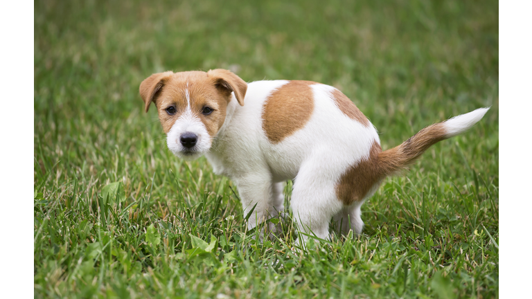 Dog puppy doing his toilet