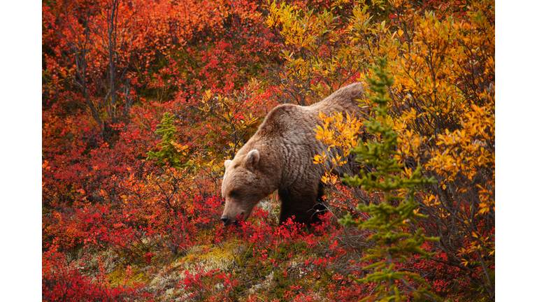 Grizzly Bear