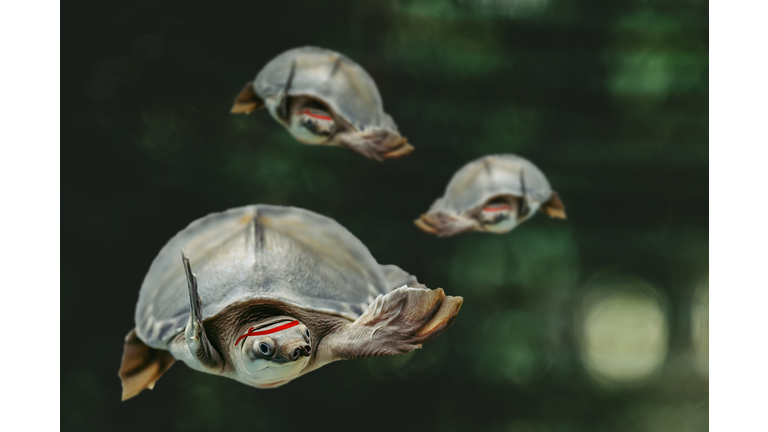 Jumping cool turtles on dark green background close-up. Underwater funny animals on showdown. Martial arts masters in dark forest. Cool fighters strikes. Dangerous guys goes on confrontation.