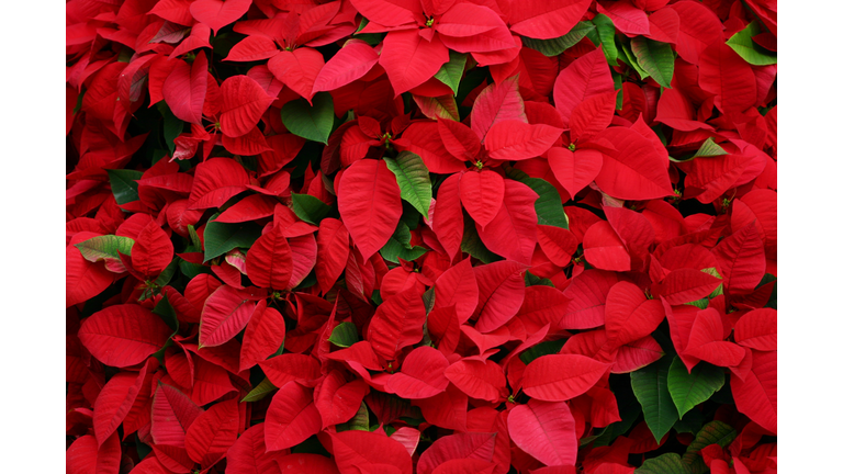 An arrangement of beautiful poinsettias