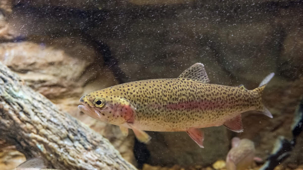 Iowa DNR Winter Trout Stockings Start Next Month NEWSRADIO 1040 WHO