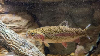 Nebraska Game And Parks Releasing Rainbow Trout In Lakes, Ponds Statewide