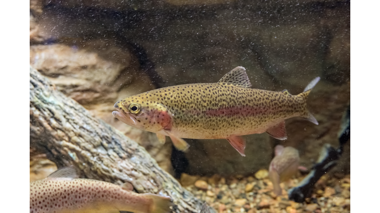 Rainbow Trout Swimming among fallen logs