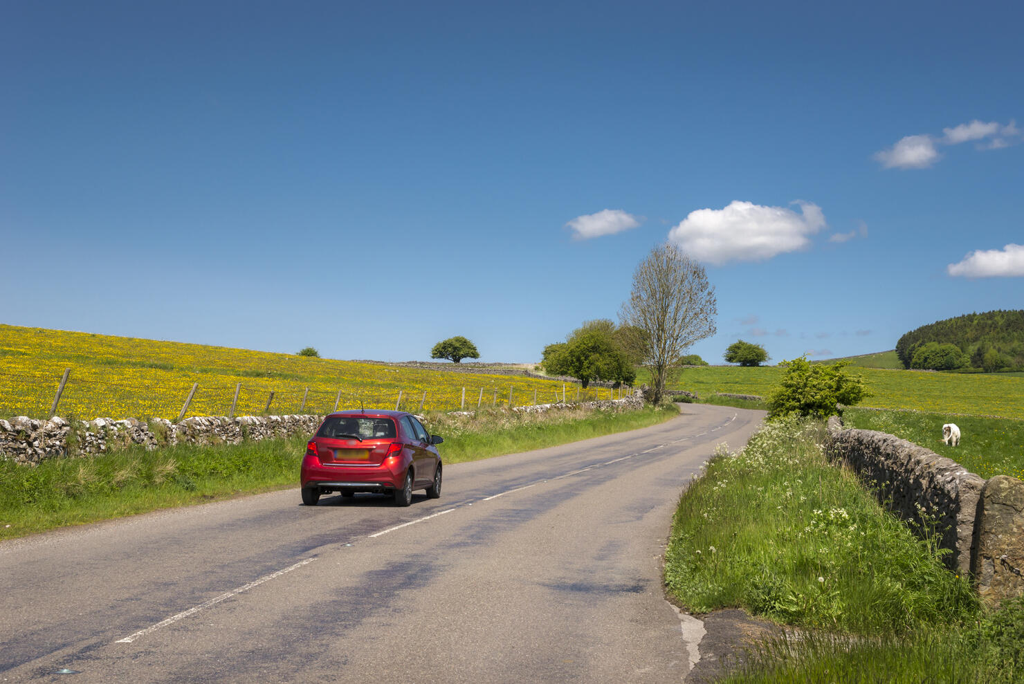 Red car on a country road in summer