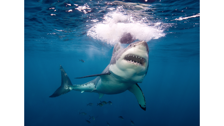 Great White Shark