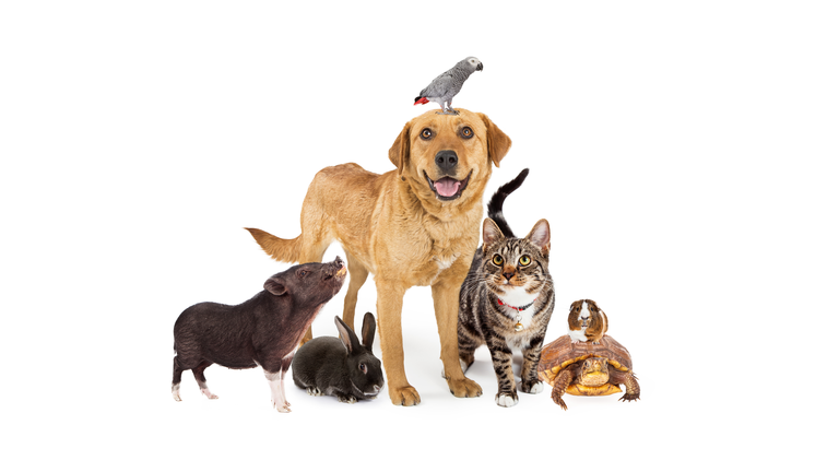 Group of Domestic Pets Together on White