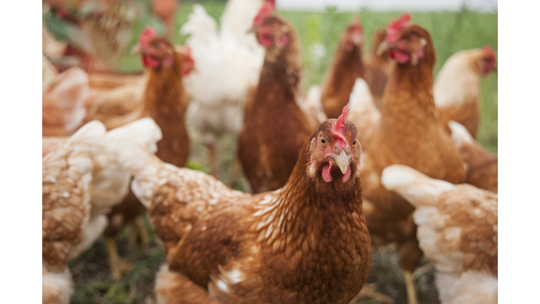 Germany, Chicken on farm