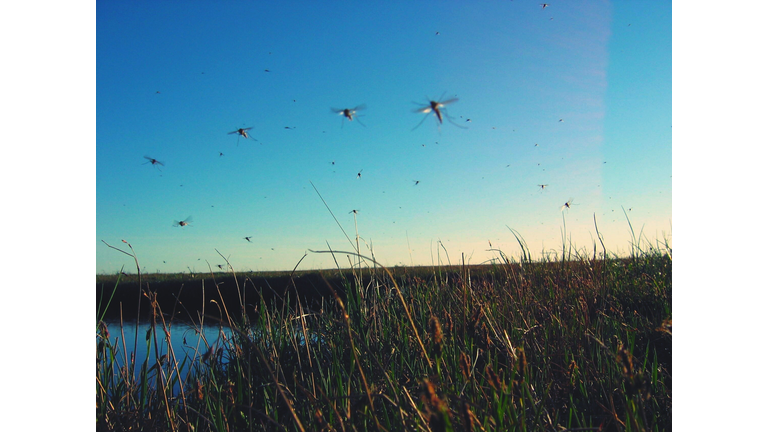 Mosquitoes Flying Over Field Against Clear Sky