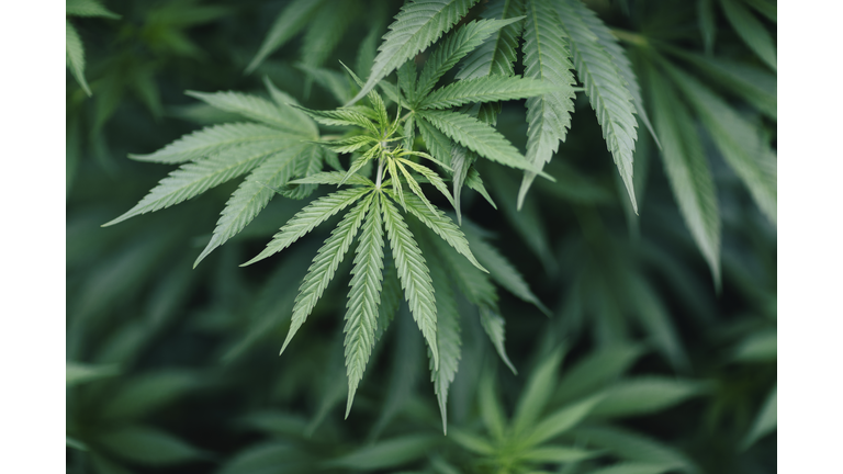 Close-up of marijuana plant growing outdoors