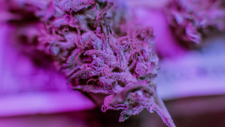 Macro view of cannabis buds close-up. Weed smokers club