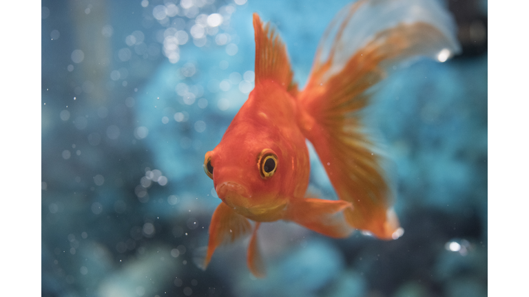 Beautiful Red Orange Goldfish Pet in House Tank or Aquarium.
