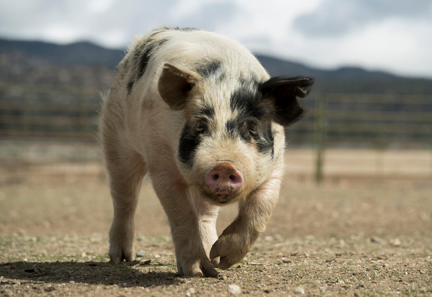 Pig Walking On Field