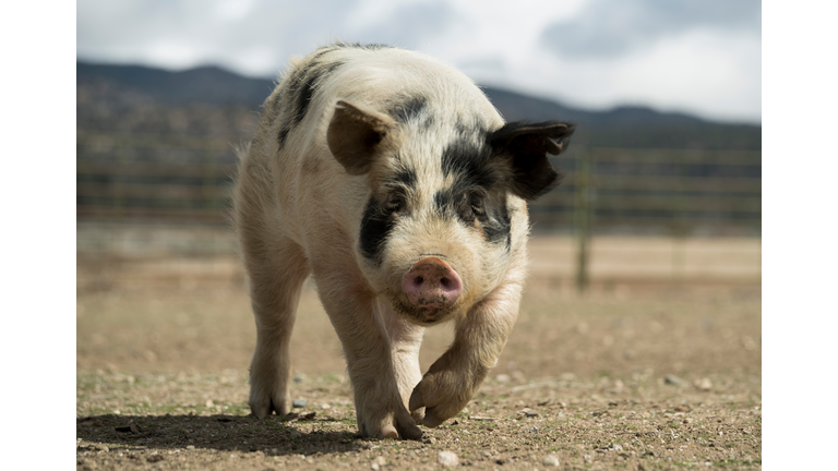 Pig Walking On Field