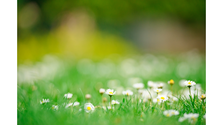Daisies in spring