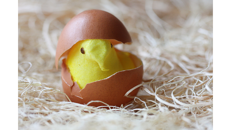 Yellow Candy Chick in Brown Egg Shell