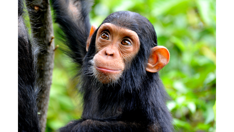 High Angle View Of Chimpanzee In Forest