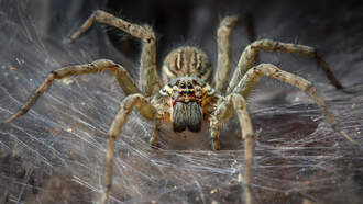 If Spiders Freak You Out...You May Want To Avoid This