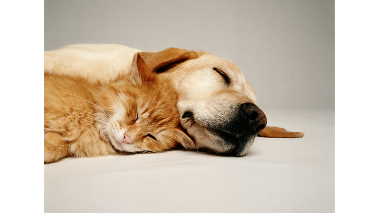 CAT AND DOG TOGETHER