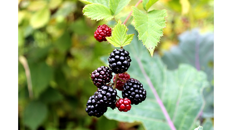 berries in the garden