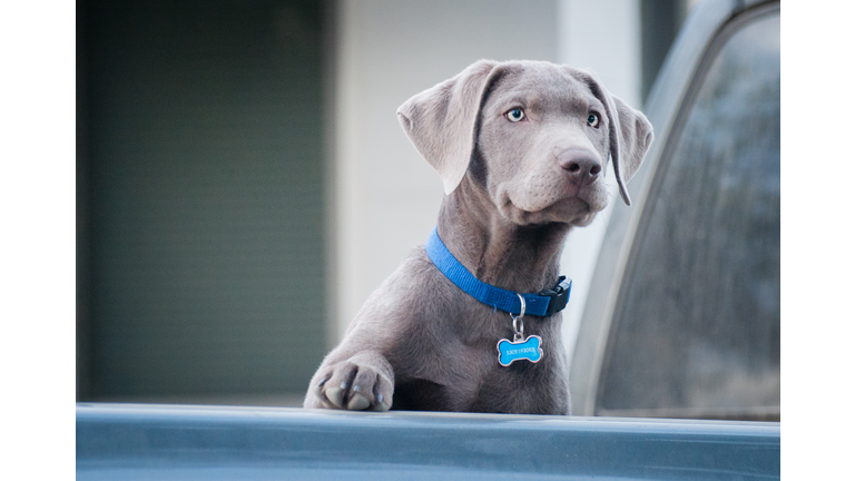 Silver Labrador Retriever puppy with one paw up looking at activity in the distance