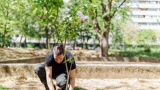 Free Trees in the ICT For Homeowners In 67214 & 67208 Zip Codes 