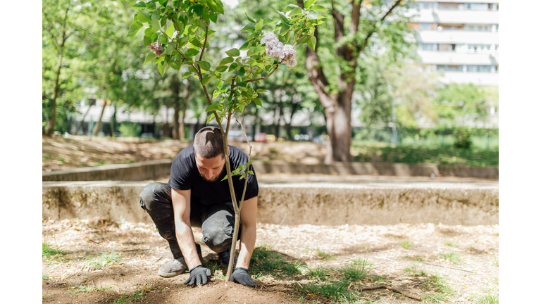 Earth Day, planting the trees