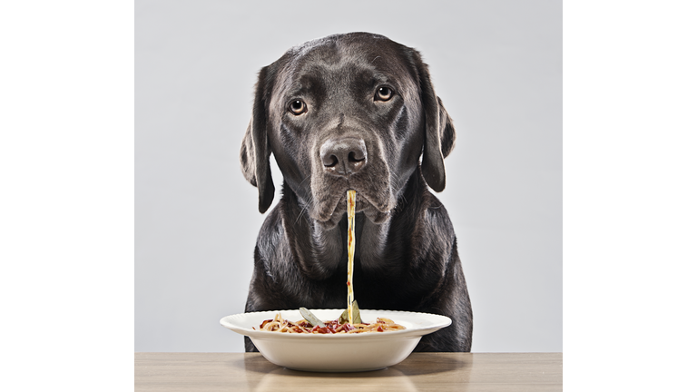 Chocolate Labrador Eating Spaghetti