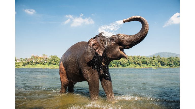 Elephant washing in the river