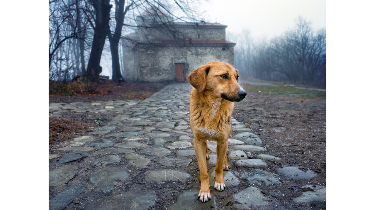 Stray dog by an orthodox monastery, Georgia
