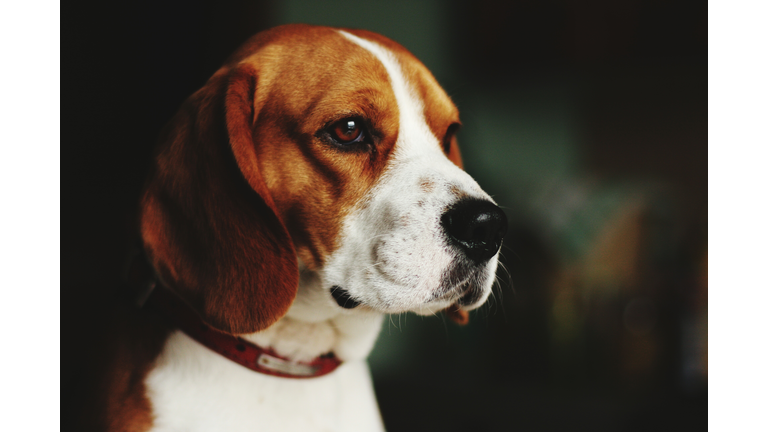 Close-Up Of Beagle Dog