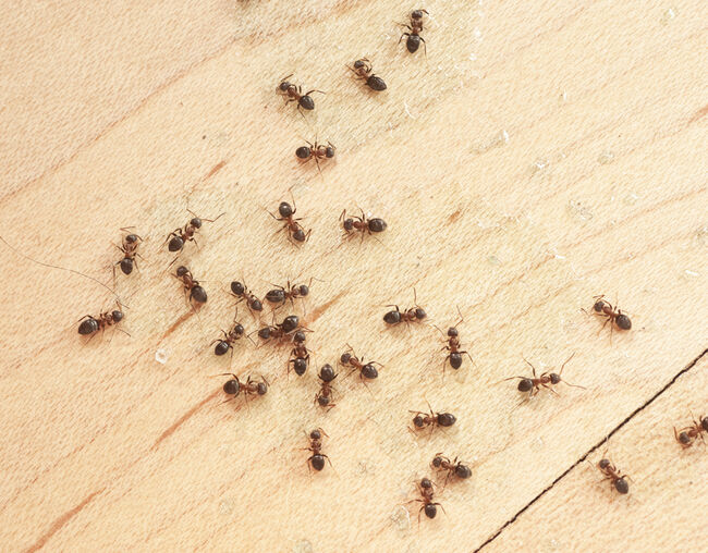 ants on wodden floor top view mit Ameisengift