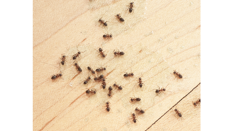 ants on wodden floor top view mit Ameisengift