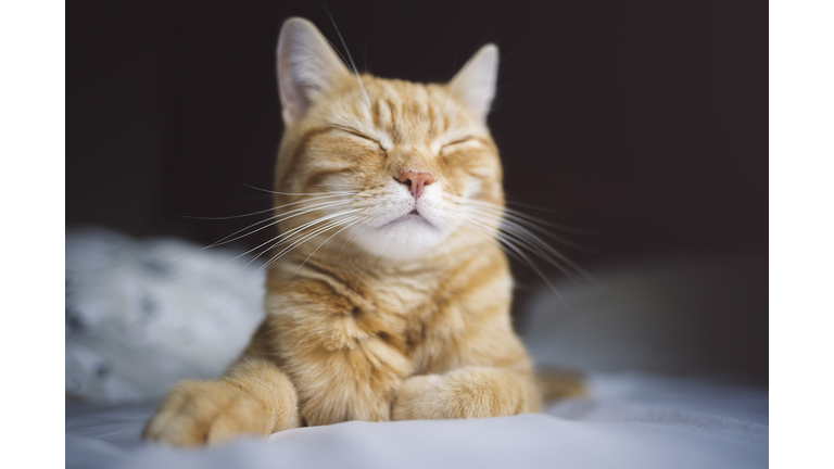 Happy sleeping ginger cat