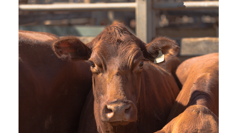 Cattle looking pensively at the camera in the Roma Saleyards.