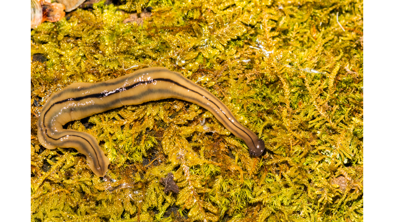 Hammerhead Flatworm