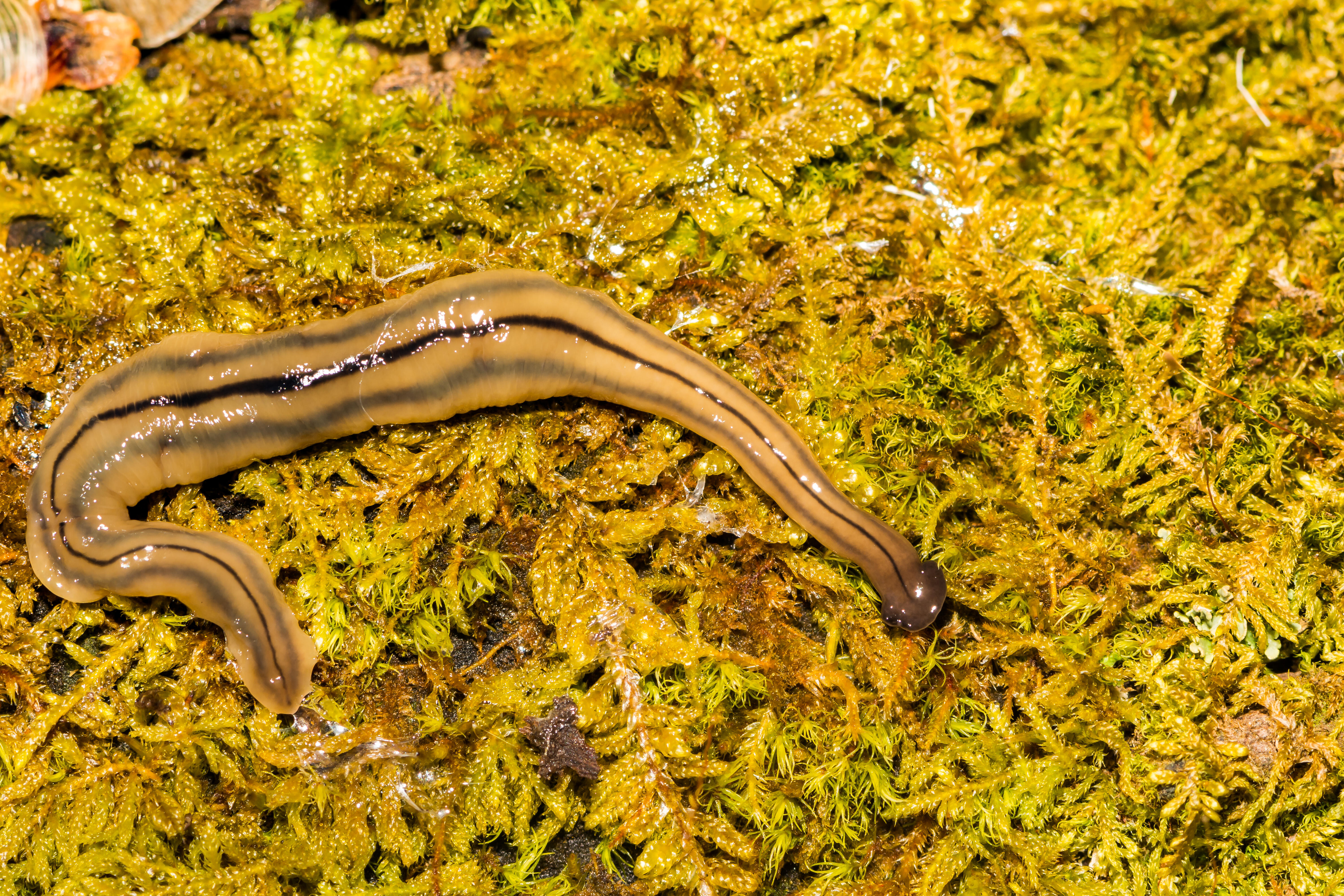 Invasive Foot Long Worm That Is Essentially Immortal Found In 