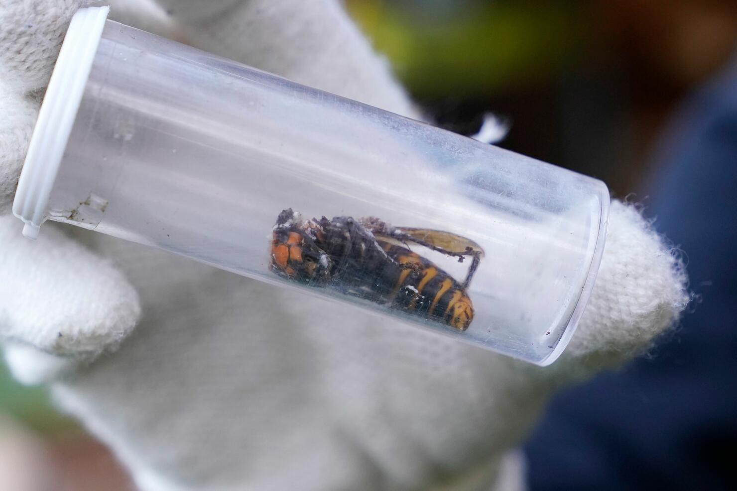 US-MURDER-HORNETS-NEST