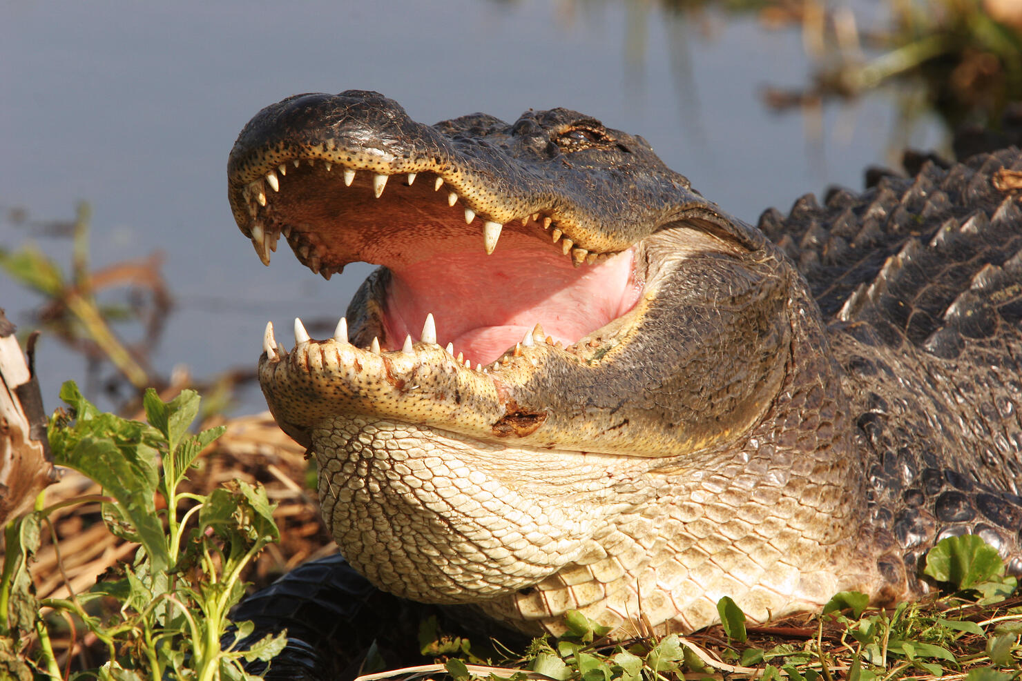 American Alligator
