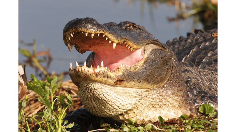 American Alligator