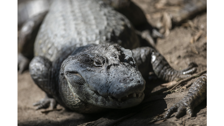 Alligators Are Seen at Canal das Tachas Amidst the  Coronavirus (COVID - 19) Pandemic