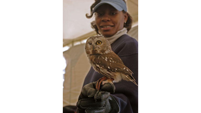 Maryland Celebrates The Return Of The Bald Eagle